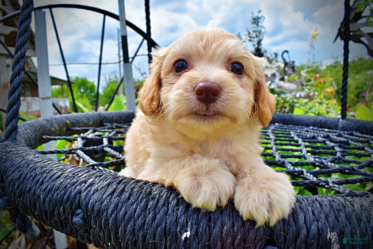 Havapoo dogs Alfie-SUMMER SALE!! $100 off listed price!! - Ad 2