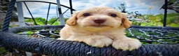Havapoo dogs for sale: Alfie-SUMMER SALE!! $100 off listed price!! - Ad 2