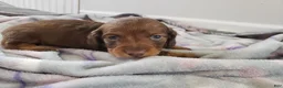 Miniature Dachshund dogs for sale: Chase - Ad 2