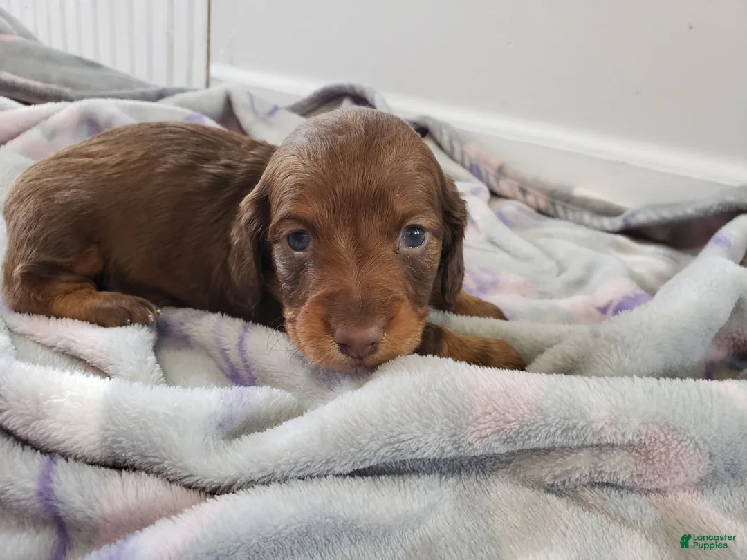 Miniature Dachshund dogs for sale: Chase - Ad 2
