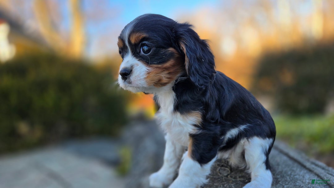 Cavalier King Charles Spaniel dogs for sale: Vicky - Ad 6