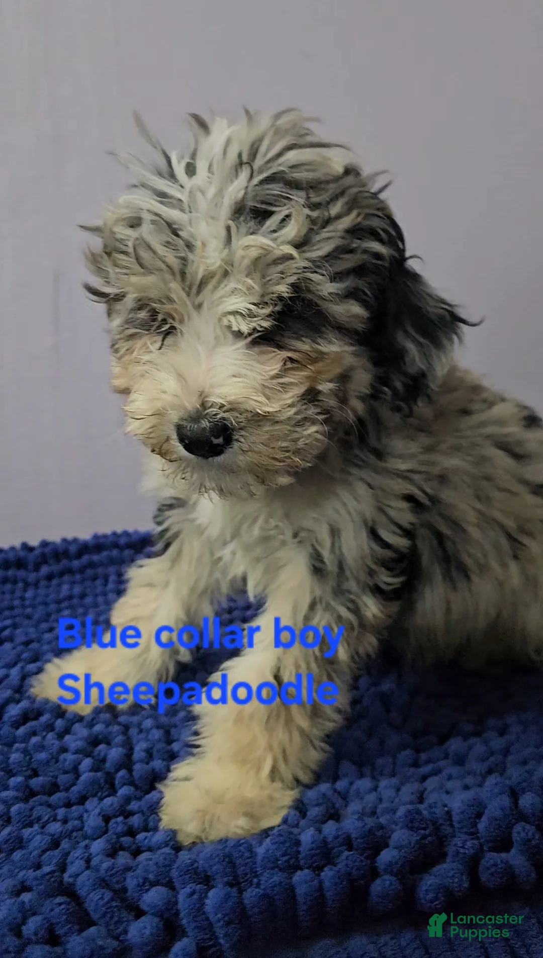 Sheepadoodle dogs for sale: Blue collar boy Sheepadoodle  - Ad 3