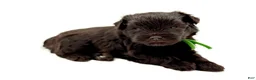 Miniature Schnauzer dogs for sale: Shamrock - Ad 5