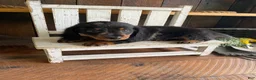 Miniature Dachshund dogs for sale: Luna - Ad 13