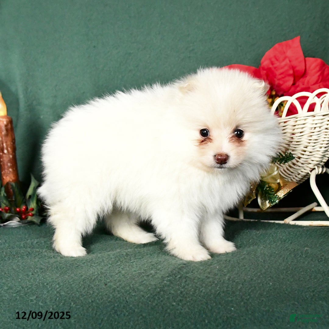 Pomeranian dogs for sale: Rita - Ad 3
