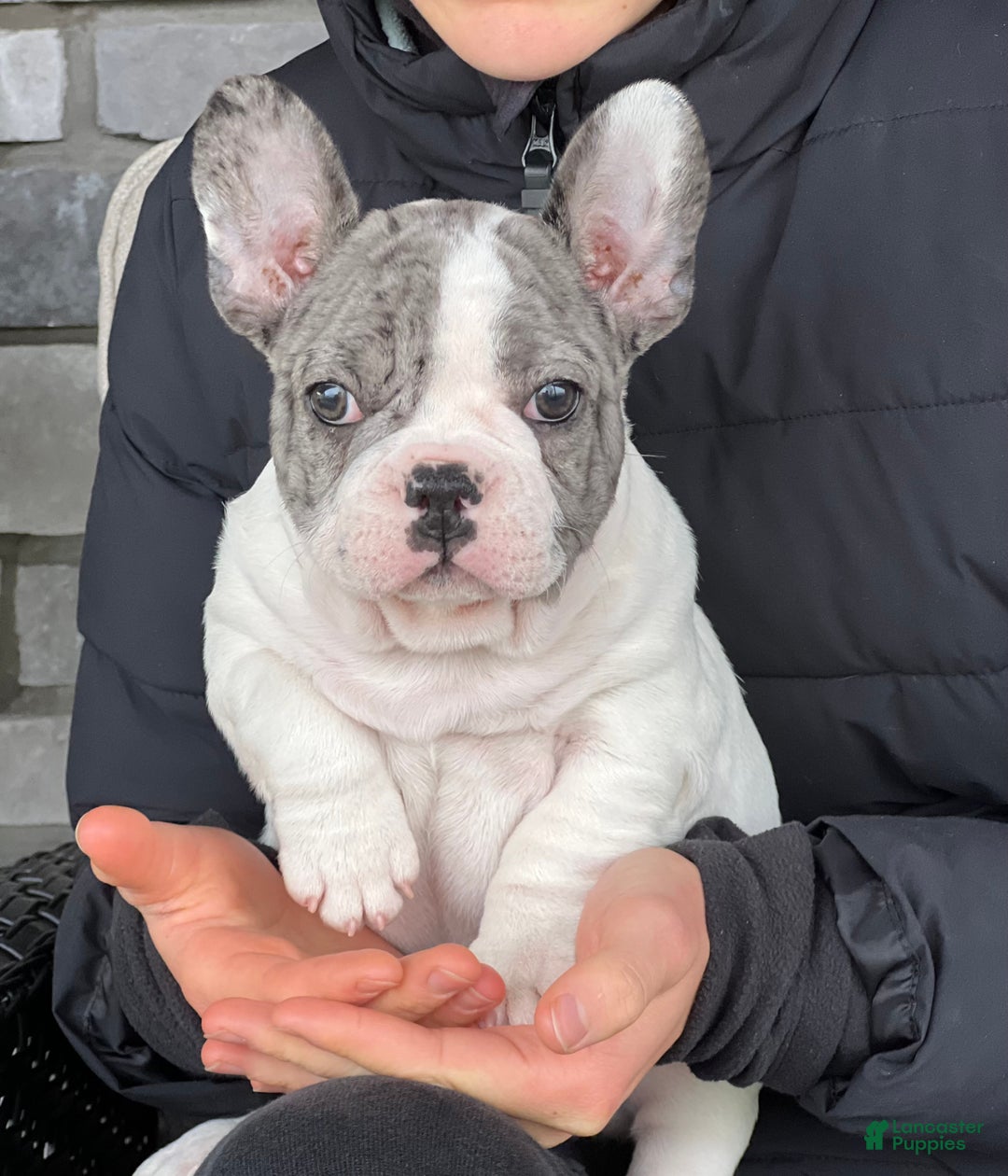 French Bulldog dogs for sale: Omar - Ad 1