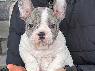 French Bulldog dogs Omar - Ad 16