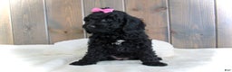 Mini Goldendoodle dogs for sale: Abby - Ad 11