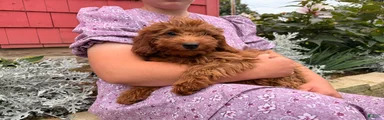 Cora