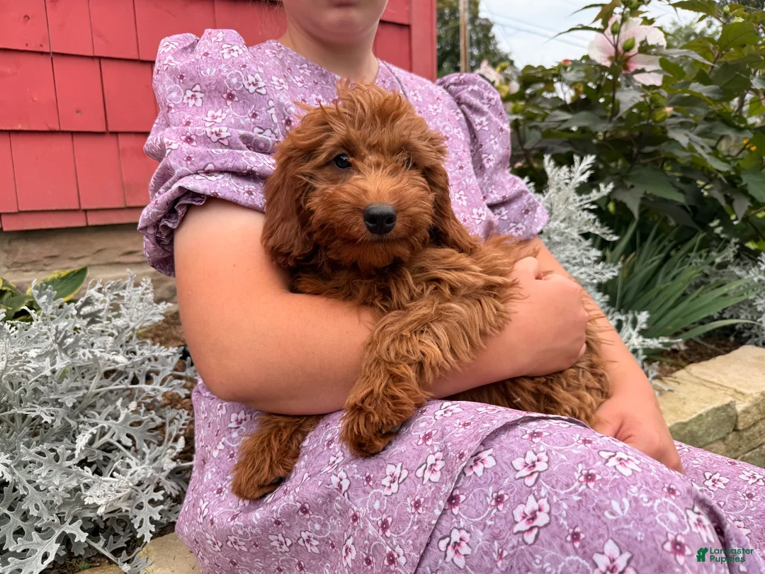 Mini Goldendoodle dogs for sale: Cora - Ad 1