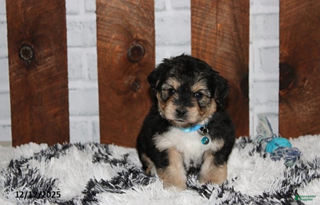 Yochon dogs for sale: Damon - Ad 1