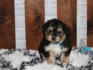 Yochon dogs Damon - Ad 19