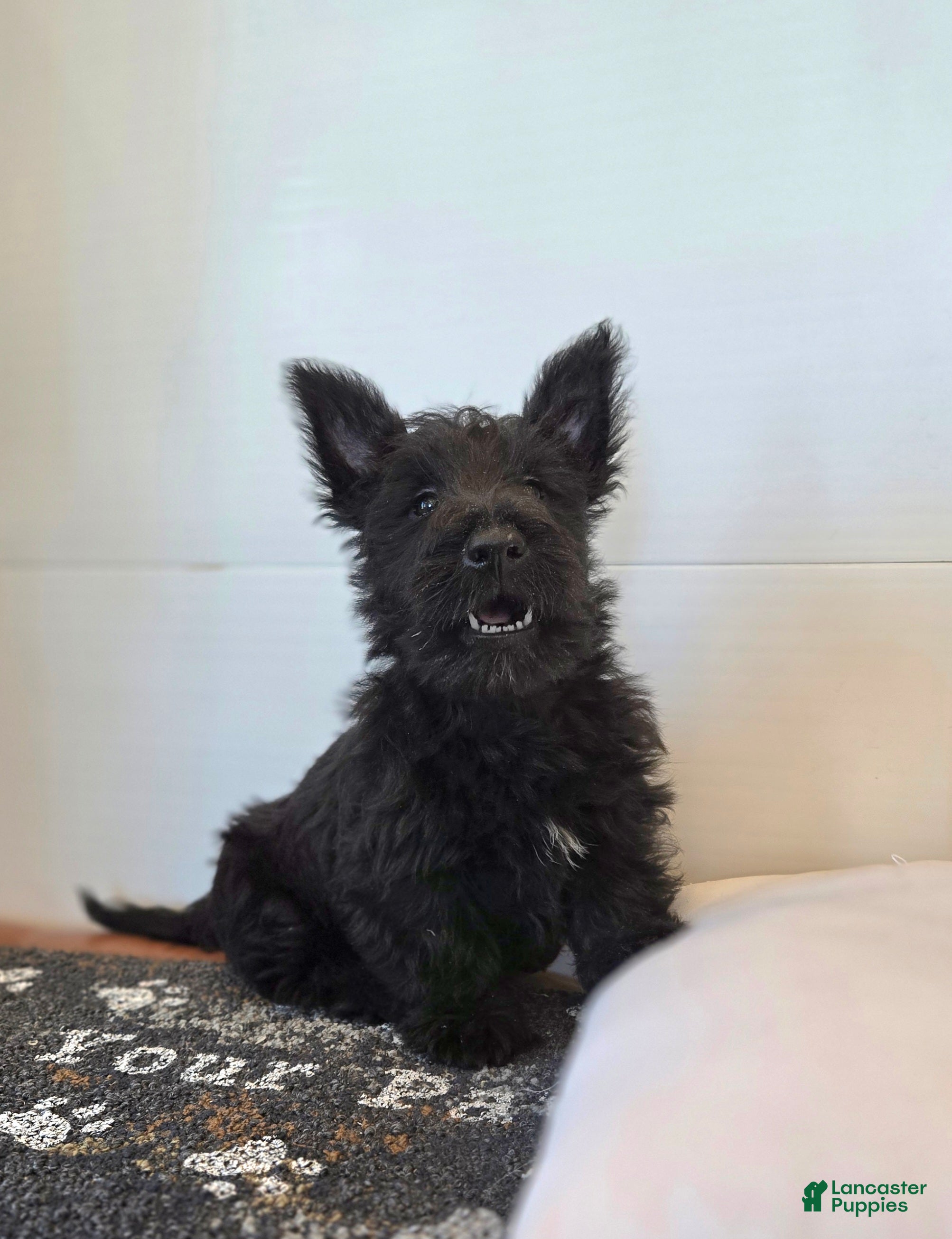 Scottish Terrier dogs Morris - Ad 1