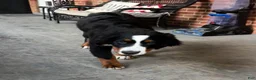 Bernese Mountain Dog dogs for sale: Bernese Mountain Dog 1 - Ad 2