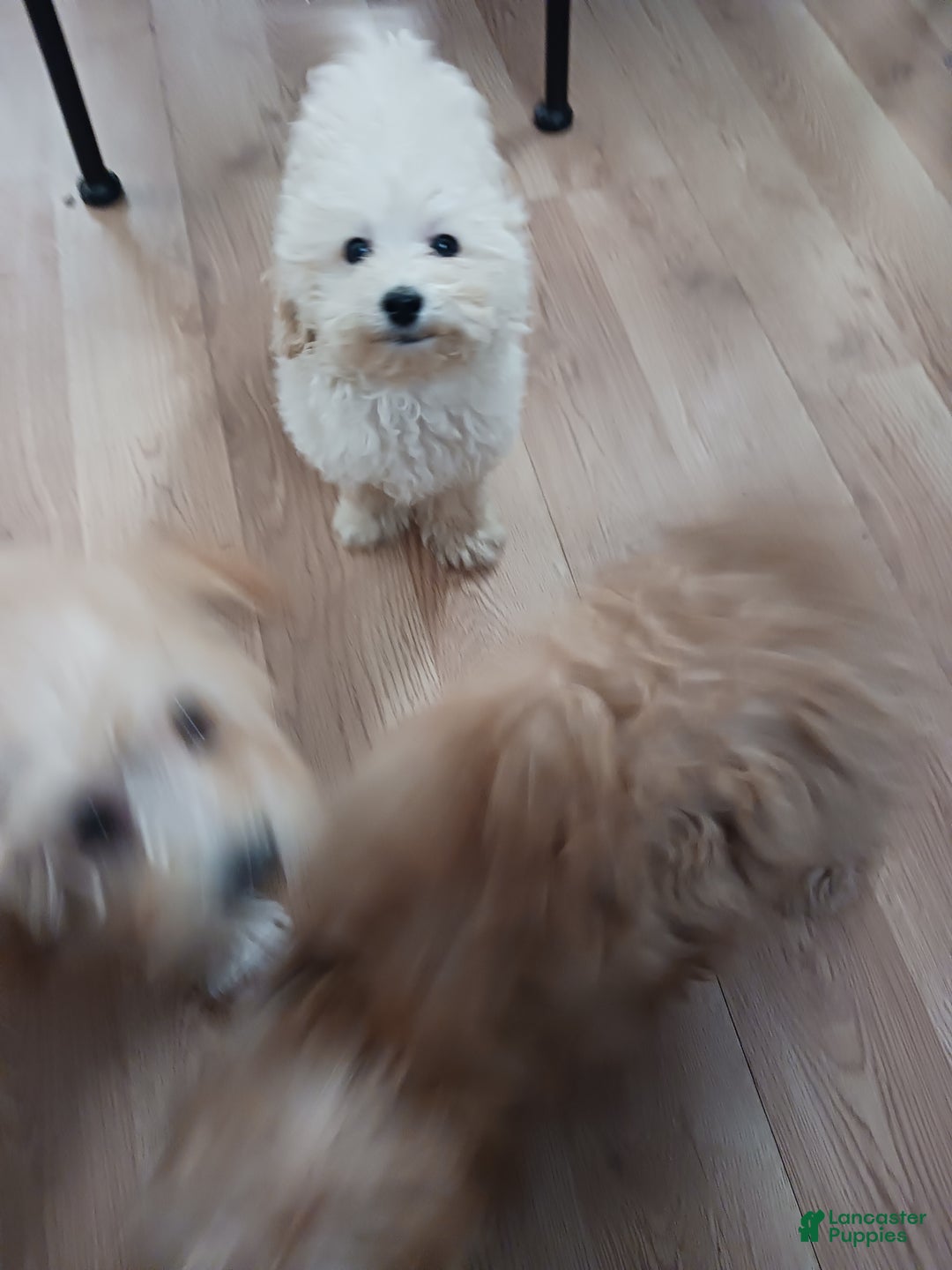 Toy Poodle dogs for sale: Charlie - Ad 3