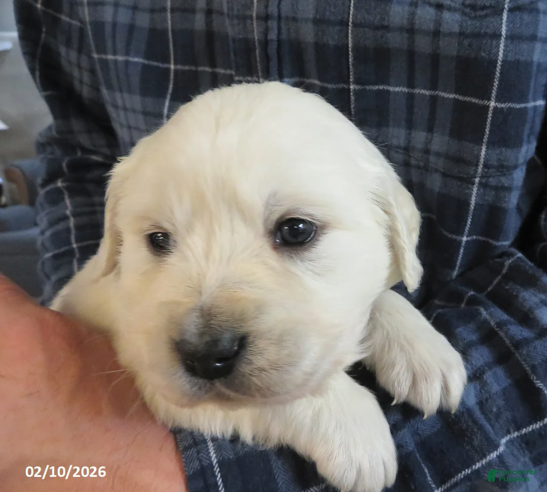 Golden Retriever dogs for sale: Bobbles - Ad 3