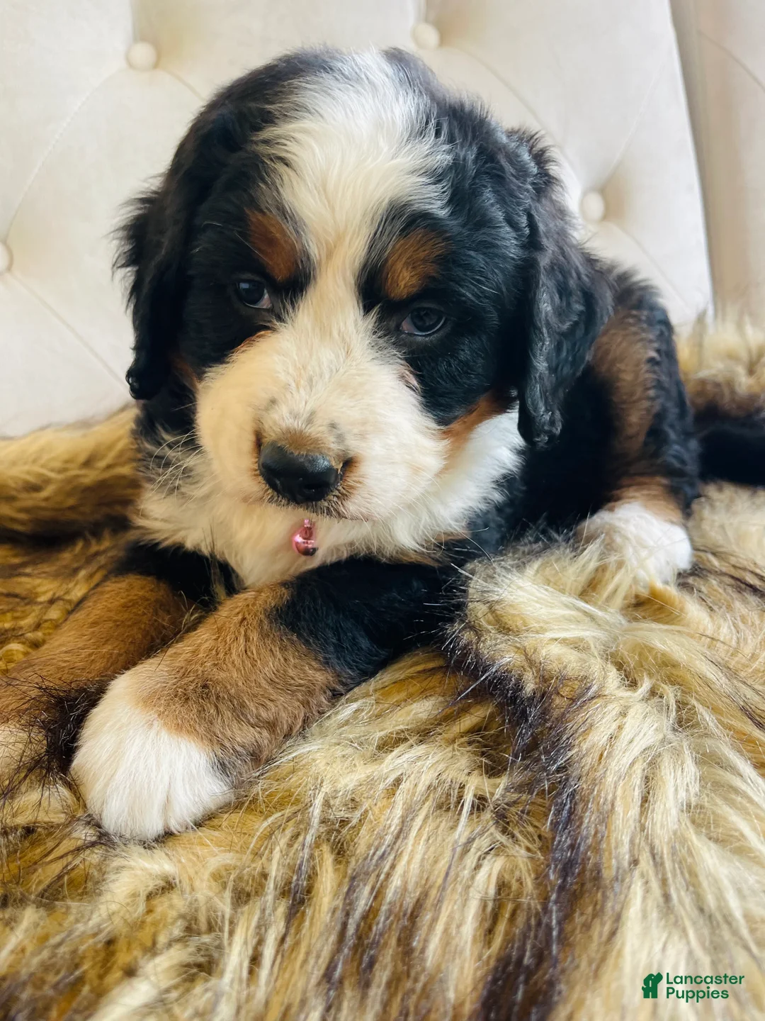 Bernedoodle dogs for sale: Mai Tai - Ultra Bernedoodle  - Ad 1