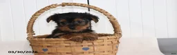 Yorkshire Terrier dogs for sale: Comet - Ad 3