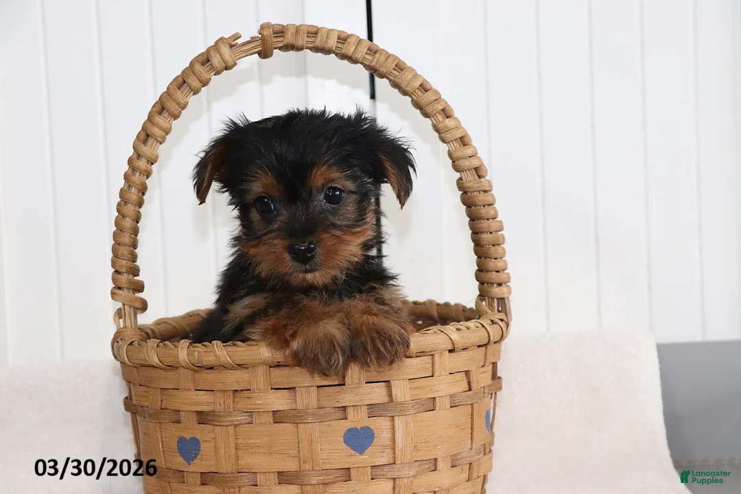 Yorkshire Terrier dogs for sale: Comet - Ad 3