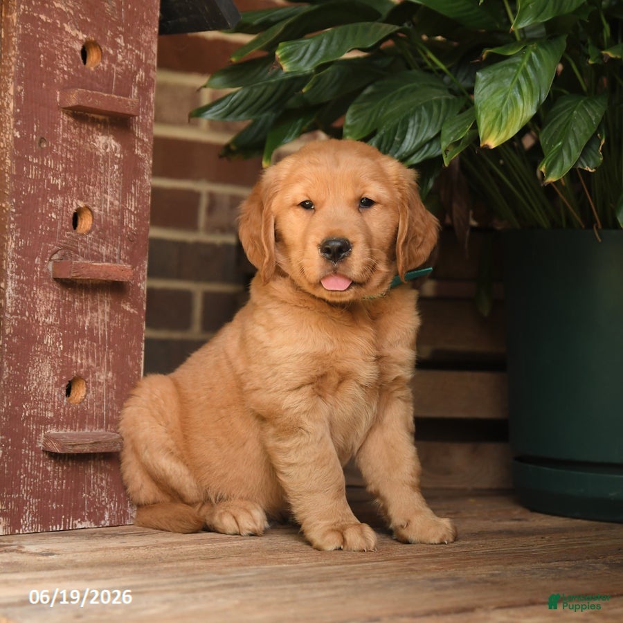 Golden Retriever dogs Creed - Ad 1