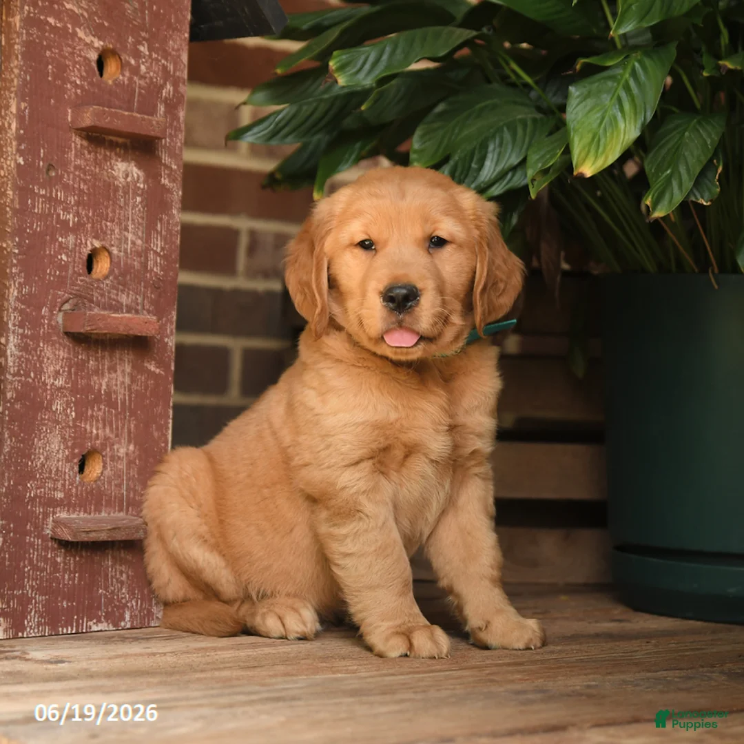 Golden Retriever dogs for sale: Creed - Ad 1