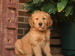 Golden Retriever dogs for sale: Creed - Ad 4