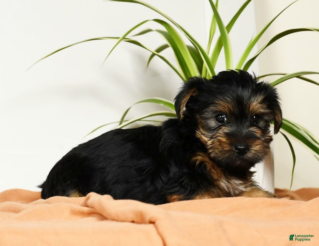 Yorkshire Terrier dogs for sale: Bella - Ad 8