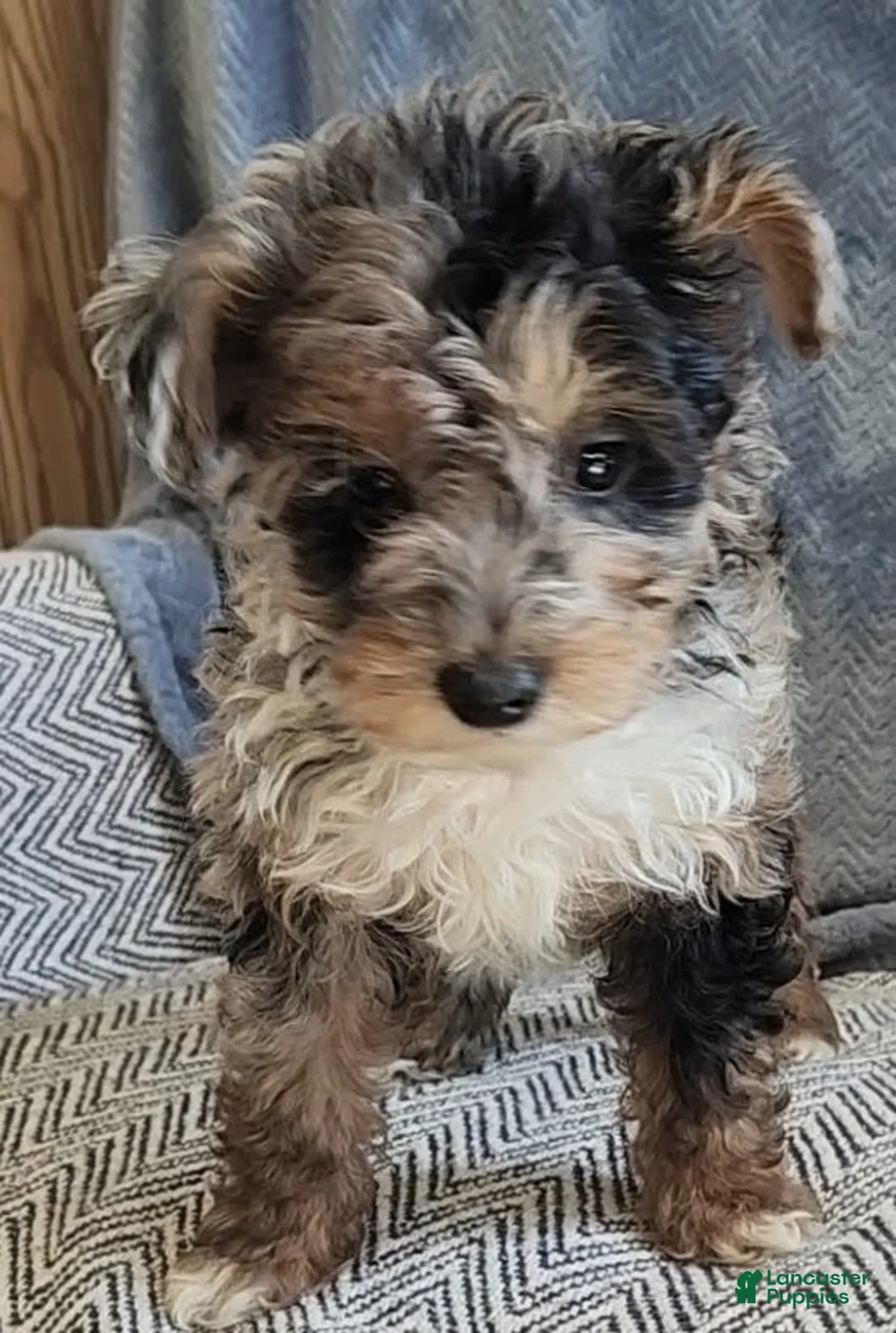 Yorkiepoo dogs for sale: Sally - Ad 1