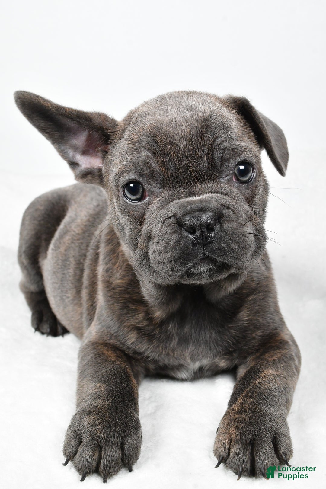 Mixed Breed dogs for sale: Rambo - Ad 2