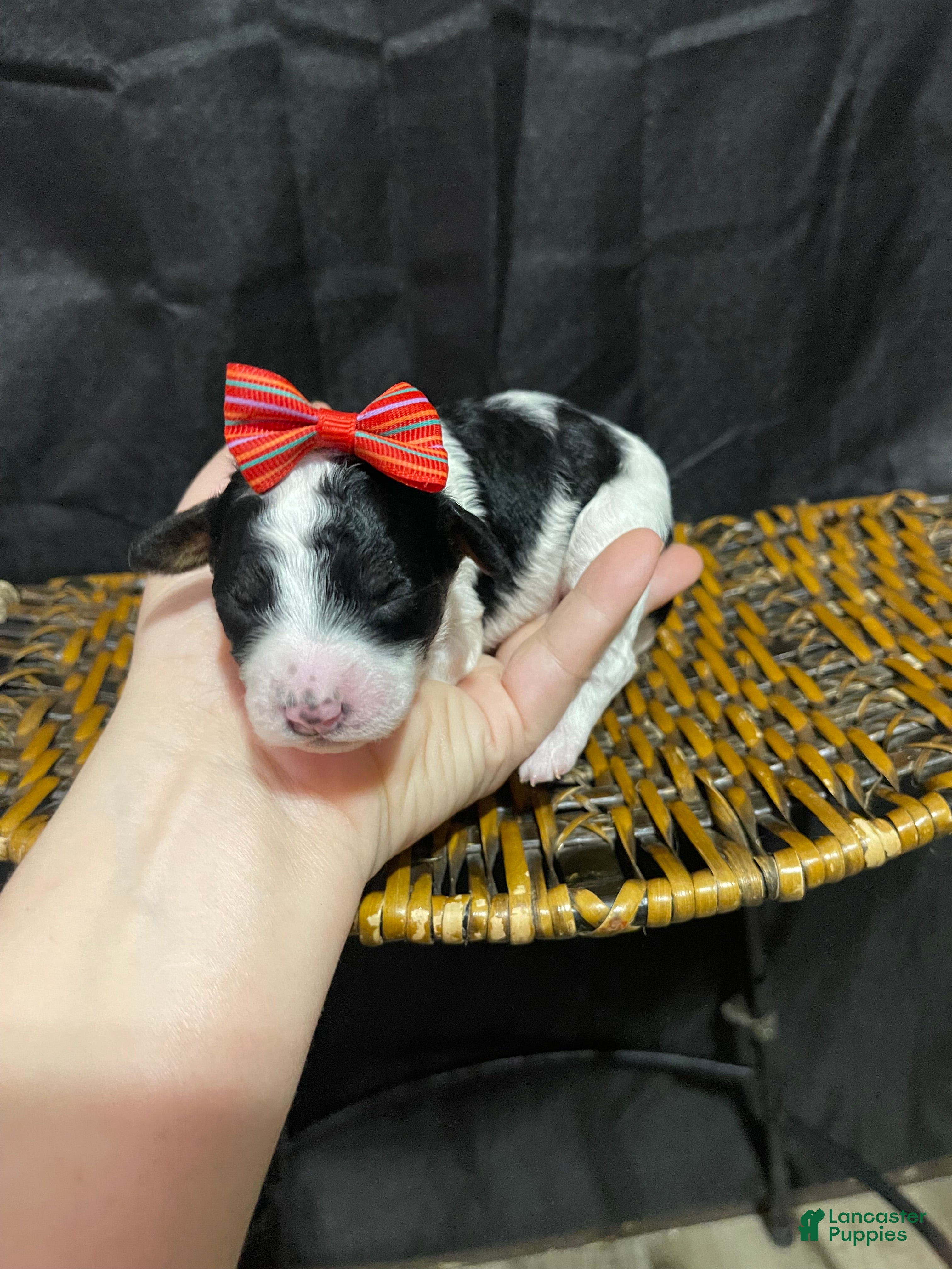 Miniature Poodle dogs Akc Clear Tri Red Bow - Ad 3