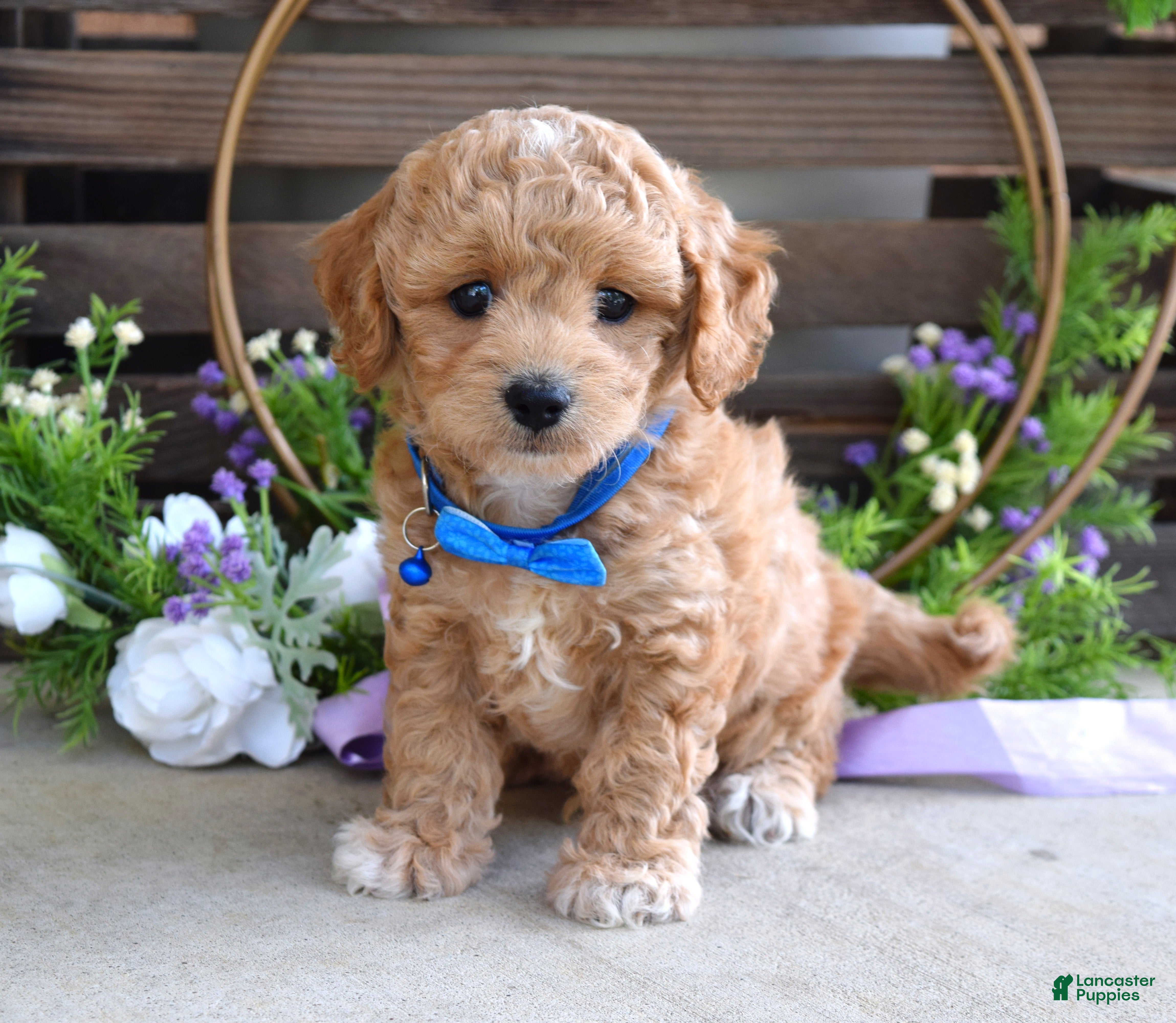 Maltipoo dogs Bentley  - Ad 1