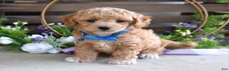 Maltipoo dogs for sale: Bentley  - Ad 1
