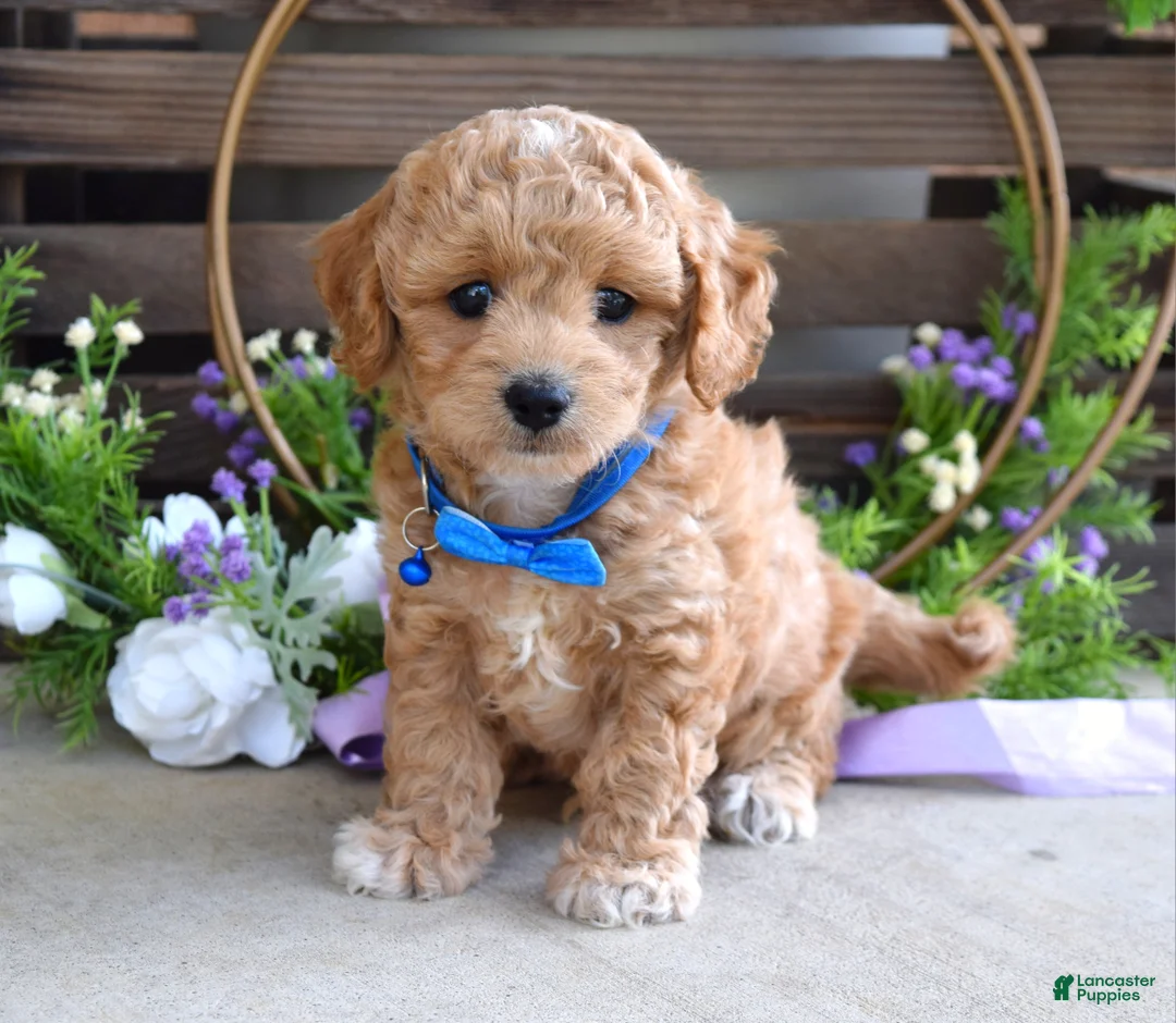 Maltipoo dogs for sale: Bentley  - Ad 1