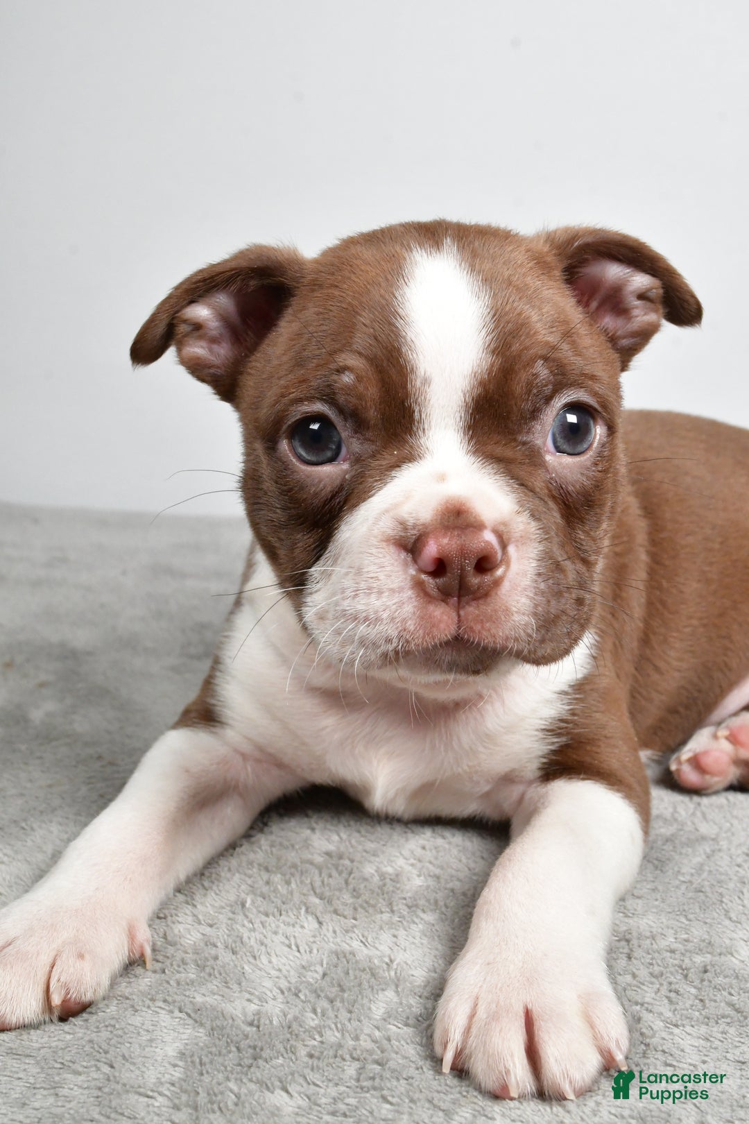 Boston Terrier dogs for sale: Jance - Ad 5