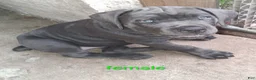 Cane Corso dogs for sale: Cane Corso 5 - Ad 2