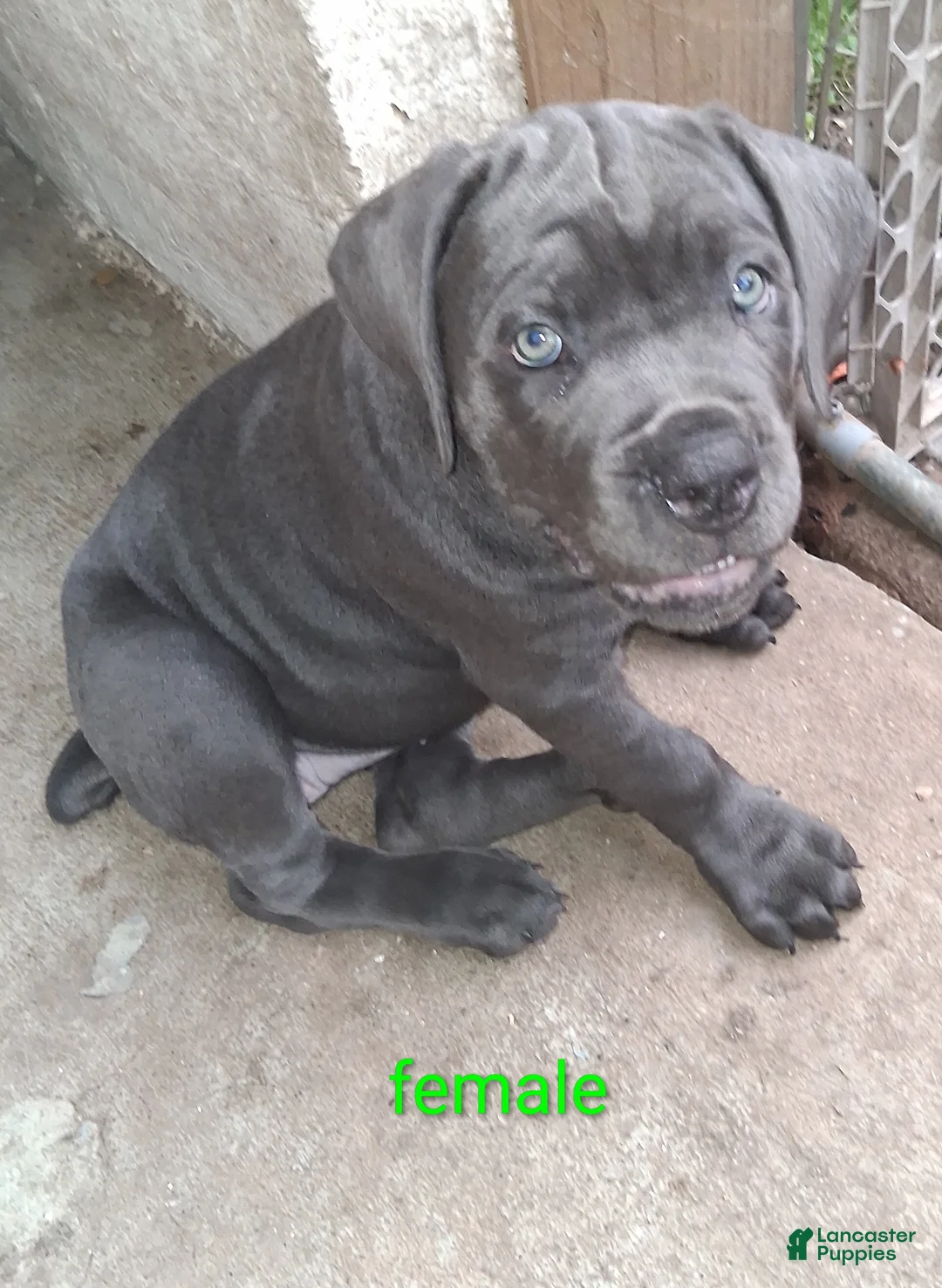 Cane Corso dogs for sale: Cane Corso 5 - Ad 2