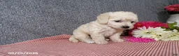 Bichpoo dogs for sale: Twinkle - Ad 3