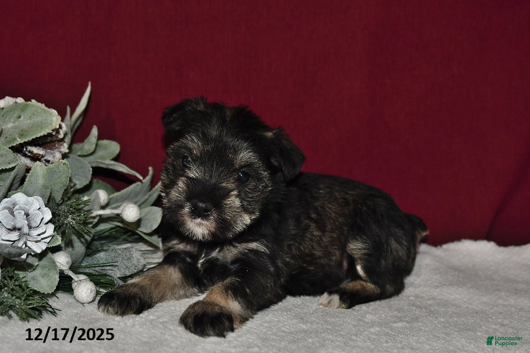 Miniature Schnauzer dogs for sale: Trixie - Ad 3
