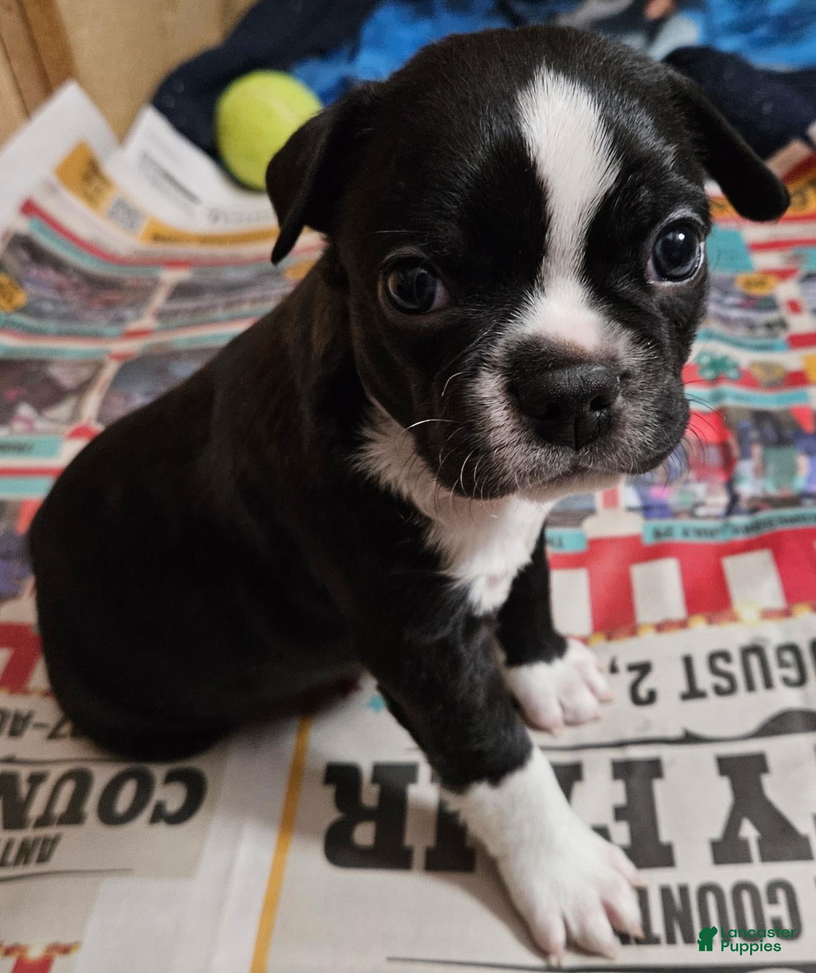 Boston Terrier dogs Boston Terrier 3 - Ad 28