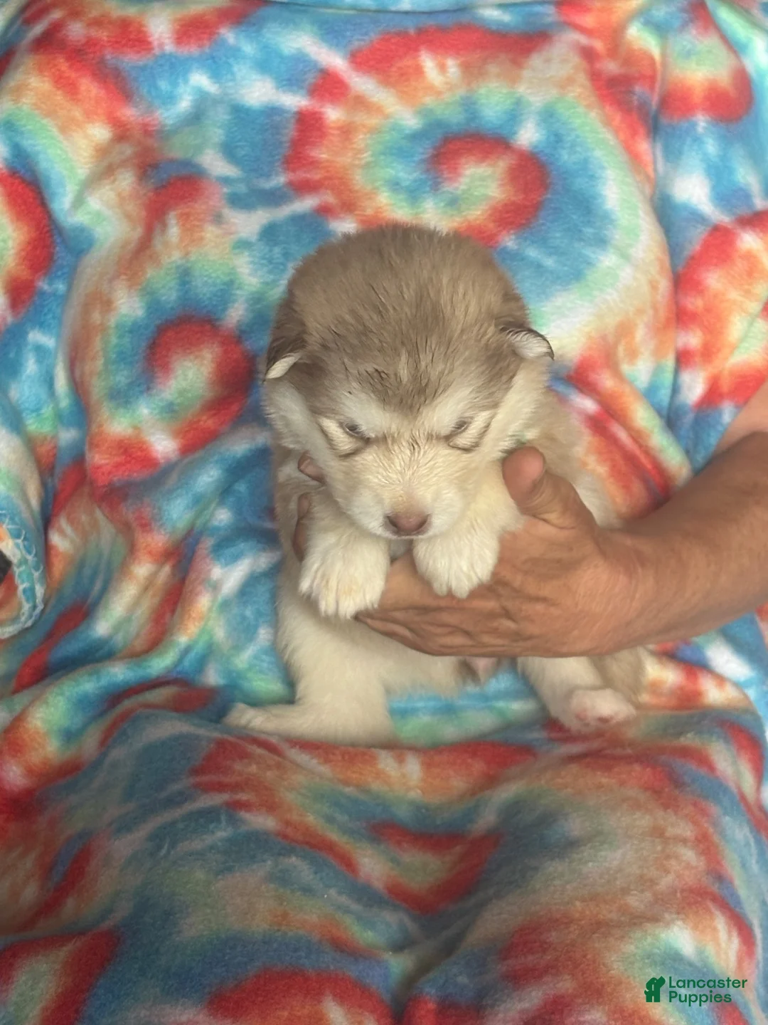 Alaskan Malamute dogs for sale: Alaskan Malamute 4 - Ad 14