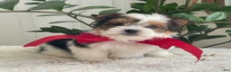 Biewer Terrier dogs for sale: Toby - Ad 8