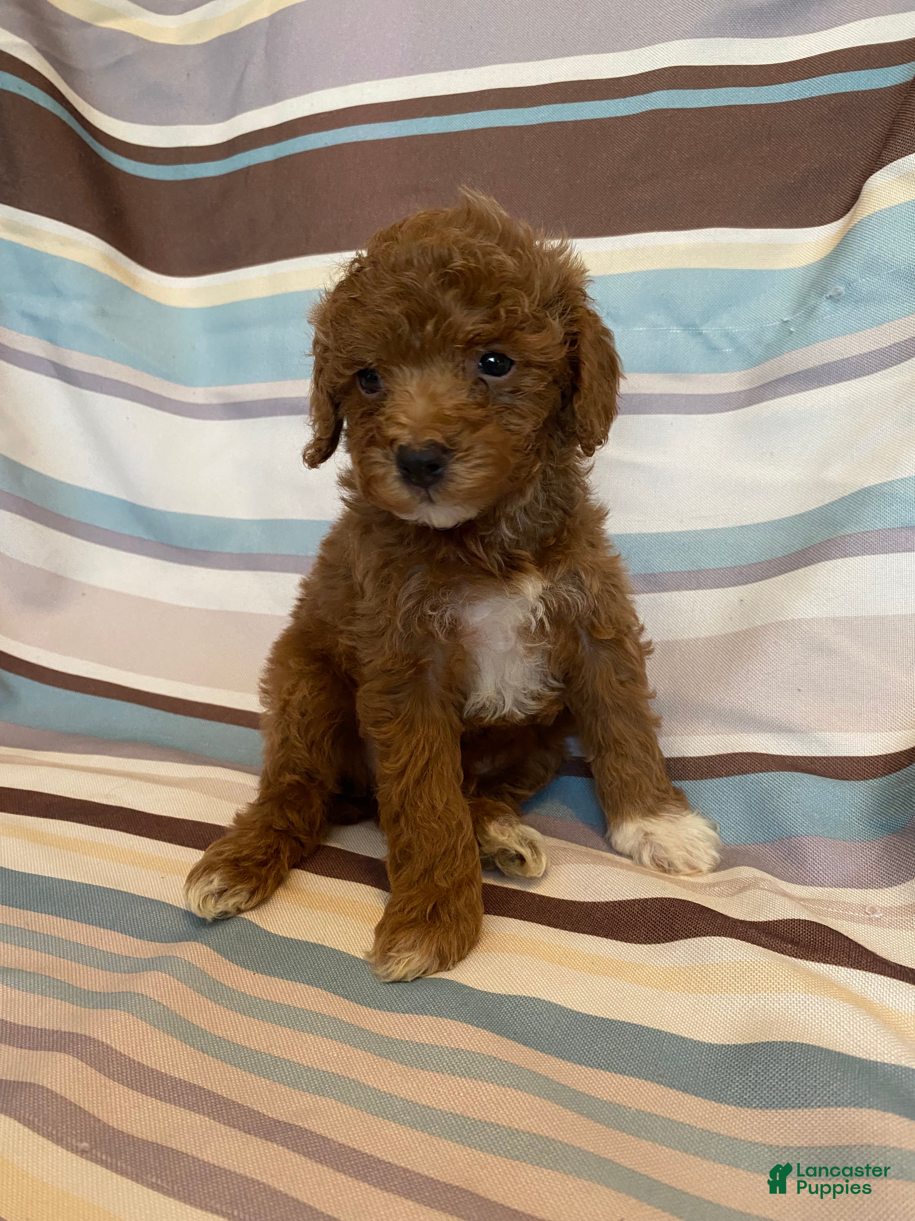 Mixed Breed dogs Red Tuxedo Male - Ad 2
