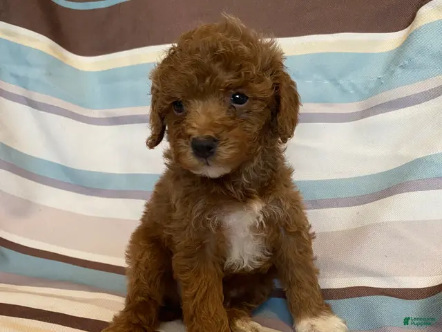 Mixed Breed dogs Red Tuxedo Male - Ad 2