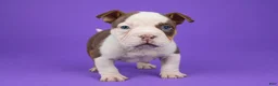 American Bully dogs for sale: Piebald Chocolate Tri Male - Ad 5