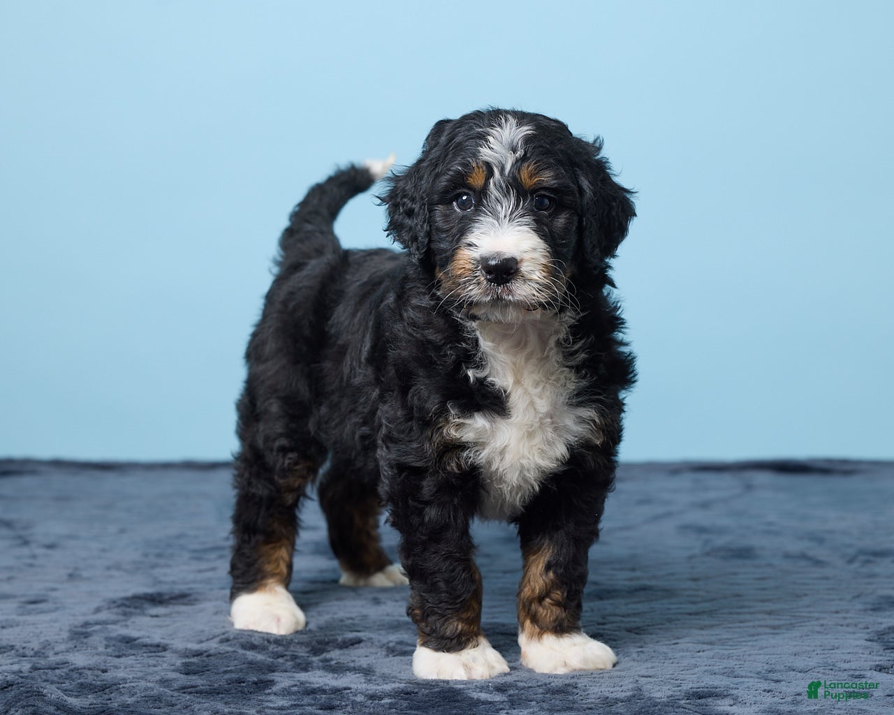 Bernedoodle dogs Jasper - Ad 2