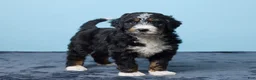 Bernedoodle dogs for sale: Jasper - Ad 2