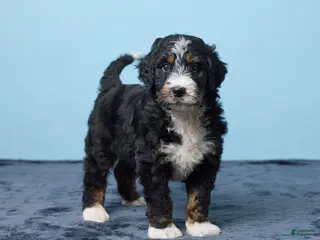 Bernedoodle dogs for sale: Jasper - Ad 3