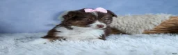 Miniature Australian Shepherd dogs for sale: ELLIE - Ad 12