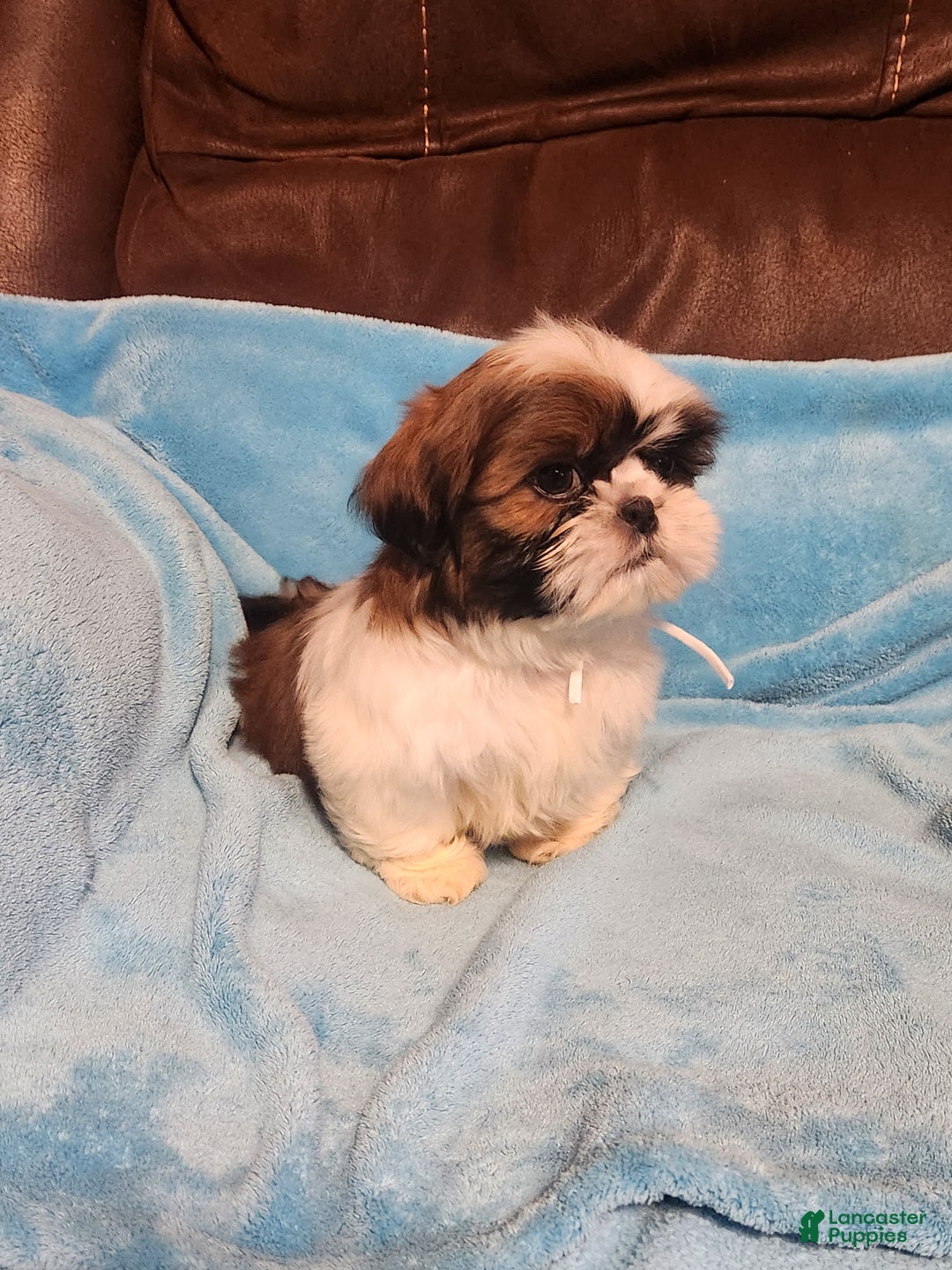 Shih Tzu dogs for sale: Shih Tzu Puppy 2 - Ad 3