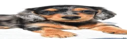 Miniature Dachshund dogs for sale: Angel - Ad 11